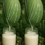 El Poder Secreto de la Savia de Papaya