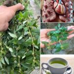 Descubre el asombroso poder de la Euphorbia hirta