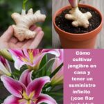 CÓMO CULTIVAR JENGIBRE EN CASA Y TENER UN SUMINISTRO INFINITO