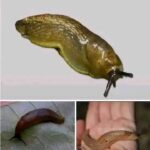 Babosas: ¿Símbolo de Buenas Omen o Plaga en el Hogar?