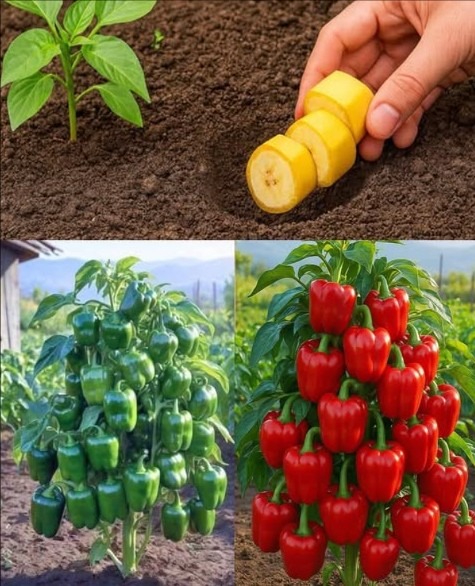Cultivo de pimientos con plátano