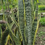 Espada de San Jorge: Beneficios, Usos y Cuidados de la Lengua de Suegra