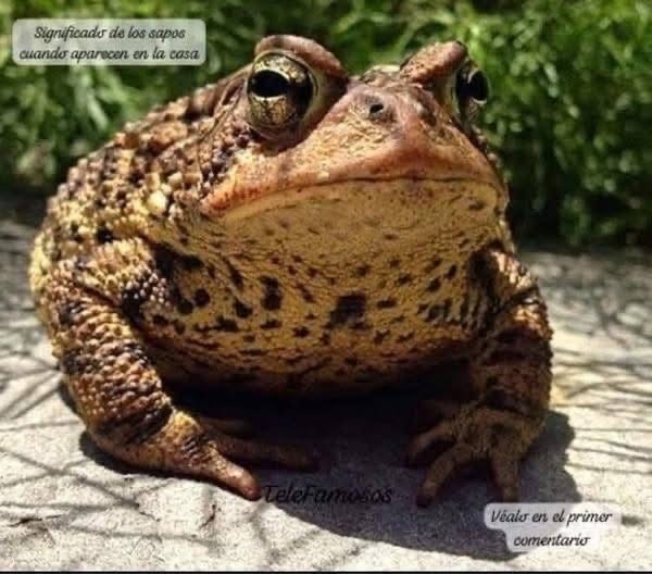 Sapo en la casa