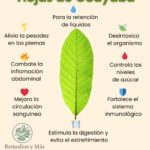 Beneficios de las Hojas de Guayaba: Tu Aliado Natural para la Salud