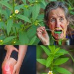 El Poder Oculto de la Hierba de Guan: Abutilon Indicum y Sus Beneficios