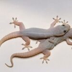 Cuando un Gecko Entra en Tu Casa: ¿Qué Significa y Cómo Manejarlo?