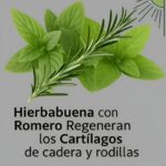 Hierbabuena y Romero: La Combinación Natural para Regenerar Cartílagos