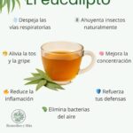 Los Incontables Beneficios del Eucalipto: Un Tesoro Natural para la Salud