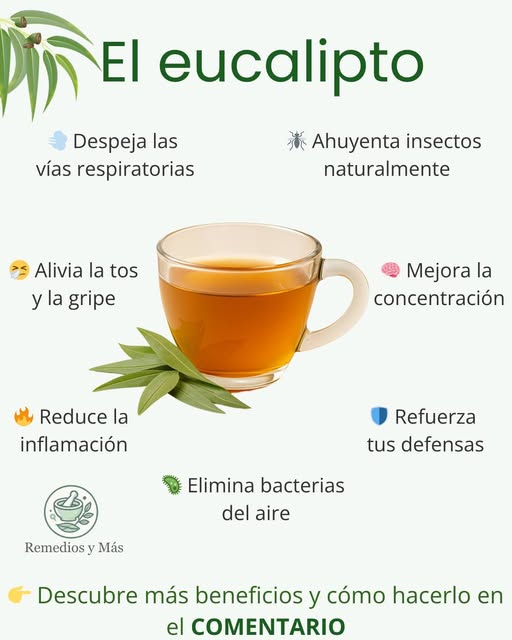 Beneficios del eucalipto