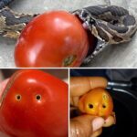 El Peligro del Tomate: ¿Cuándo Debemos Decir No?