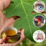 Descubre los Múltiples Beneficios de las Hojas de Papaya para la Salud