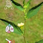 El Poder Oculto de la Hierba Testaruda: La Maravilla Sin Pretensiones de la Naturaleza
