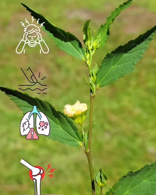Planta de malvavisco, hierba testaruda