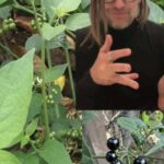 Descubre el Solanum Nigrum: Propiedades y Usos de la Hierba Mora