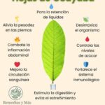 Beneficios Sorprendentes de las Hojas de Guayaba para la Salud