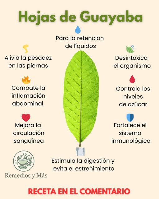 Hojas de Guayaba