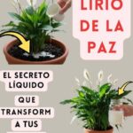 El secreto líquido que transforma tus plantas desde la raíz