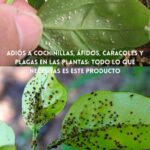 Adiós a cochinillas, áfidos, caracoles y otras plagas: El método natural que tus plantas necesitan