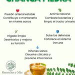 Chanca Piedra: La Planta Medicinal Que Transforma Tu Salud