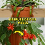 Remedio Especial para el Cactus de Navidad