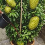 El Tesoro Tropical con Invaluables Beneficios para la Salud y la Belleza