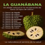 La Guanábana: Un Poderoso Aliado Natural Contra el Cáncer