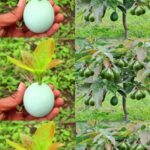 Cómo Cultivar Aguacate Desde Casa
