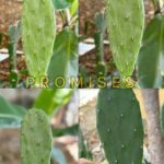 Descubre Cómo el Nopal Puede Transformar tu Salud