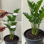 Fertilizante Natural Casero: El Secreto Para Que Tus Plantas de Interior Florezcan Sin Fin