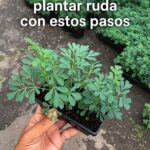 Guía Definitiva para Plantar Ruda en Casa: Paso a Paso para Cultivar Esta Planta Medicinal, Aromática y Protectoras