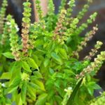 La Planta Medicinal Que Fortalece y Mejora Tu Vista de Forma Natural