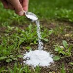 El Ingrediente Mágico que Protege tus Plantas