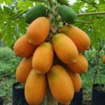 Guía Definitiva para Cultivar Papaya en Casa: Todo lo que Necesitas Saber para un Cultivo Exitoso
