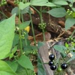 La Planta Milagrosa: Beneficios, Recetas y Remedios Naturales que No Conoces