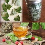 Estas Hojas Son un Verdadero Tesoro: Tés Naturales para Transformar Tu Salud