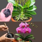 Esto es lo que debes espolvorear sobre las raíces muertas de la orquídea