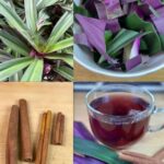 Descubre los Beneficios de la Hoja de Vida: Adiós a Múltiples Afecciones
