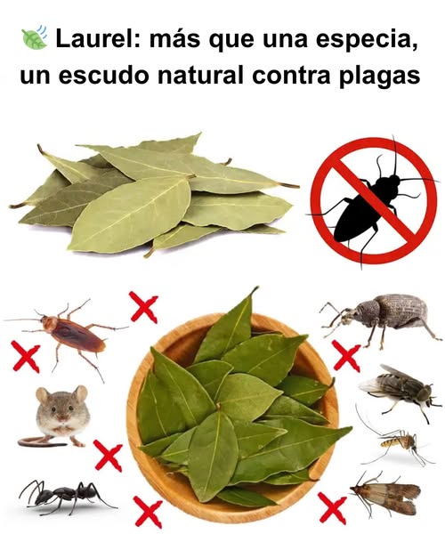 Hojas de Laurel