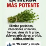 La Hierba Mágica que Combate Todo de forma Natural