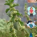 Los Beneficios Ocultos del Marrubio: Oro en Tu Jardín
