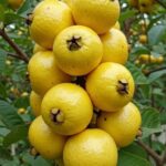 Delicias de Guayabas Amarillas: Beneficios y Recetas Irresistibles