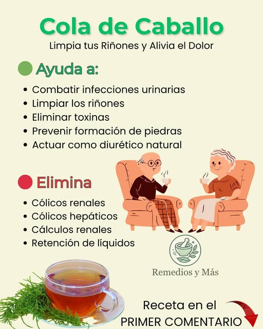 Beneficios de la Cola de Caballo
