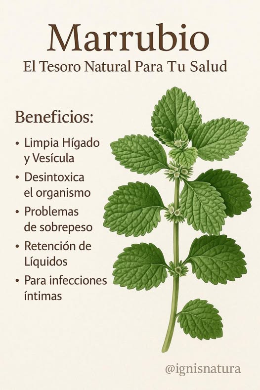 Marrubio: El Tesoro Natural