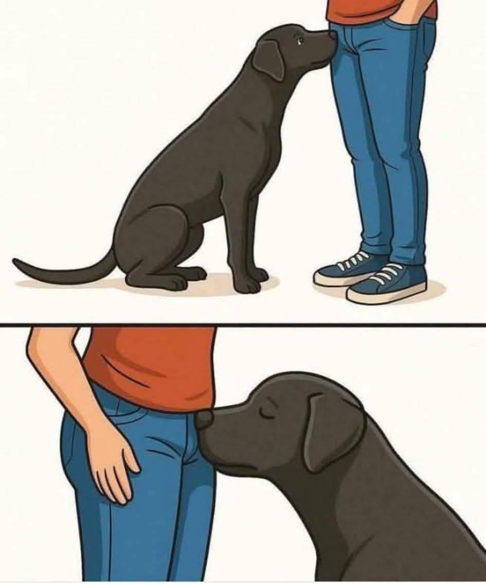 Perro olfateando a una persona
