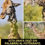 La conmovedora historia detrás de la jirafa y sus problemas de salud