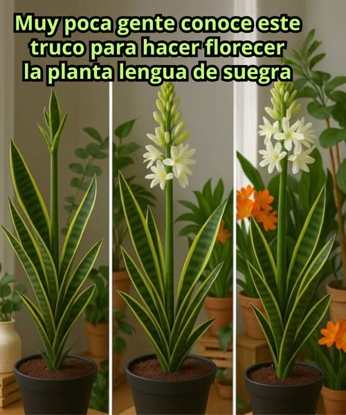 Proceso de floración de la lengua de suegra