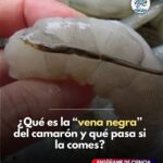 ¿Qué es la Vena Negra del Camarón? Todo lo que Debes Saber