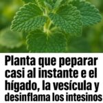 La Planta que Repara el Hígado y Desinflama los Intestinos