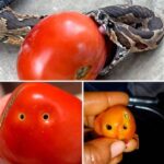 Precauciones al Consumir Tomates: Insectos y Serpientes