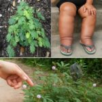 Descubre la Mimosa Pudica: El Tesoro de los Jardines con Increíbles Beneficios para la Salud